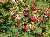 Малина рассеченнолистная, разрезанная – Rubus laciniatus Willd. (2)