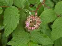 Малина розовая – Rubus rosa L.H.Bail