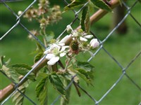 Малина сизая, ежевика сизая – Rubus caesius L.