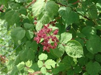 Малина японская, японская винная ягода – Rubus phoenicolasius Maxim. (1)