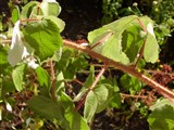 Малина японская, японская винная ягода – Rubus phoenicolasius Maxim. (2)