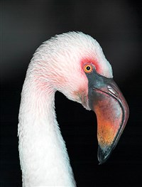 Малый фламинго (голова)
