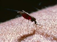 Малярия (Комар — переносчик малярии)