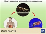 Малярия (интерактив)