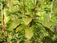 Менцизия ржаво-коричневая – Menziesia ferruginea Sm.