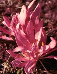Мерендера трёхстолбиковая, кавказская, радда – Merendera trigyna (Adams.) Spapf.