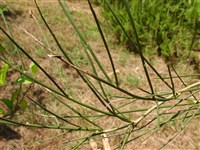 Метельник прутьевидный, испанский дрок – Spartium junceum L. (1)