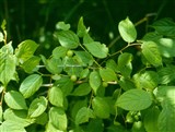Микровишня железистая, карликовый цветущий миндаль – Microcerasus glandulosa (Thunb.) Roem. (2)