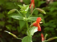 Мимулюс красный, шарлаховый, обезьяний цветок – Mimulus cardinalis Dougl.ex Benth.