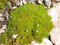 Минуартия лиственницелистная – Minuartia laricifolia (L.) Schinz et Thell.