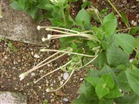 Мирабилис длинноцветковая – Mirabilis longiflora L.