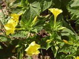 Мирабилис ялапа, одноцветковый – Mirabilis jalapa L. (8)