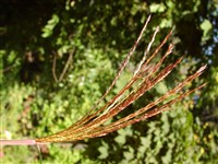 Мискантус цветущий, японский – Miscanthus floridulus (Labill.) Warb. (1)