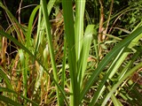 Мискантус цветущий, японский – Miscanthus floridulus (Labill.) Warb. (2)