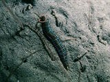Многощетинковые черви (Червь вида Ophiodromus flexuosus)