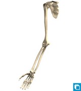Модель скелета верхней конечности