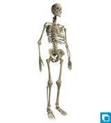 Модель скелета человека