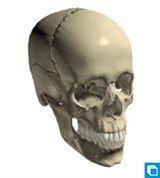 Модель черепа