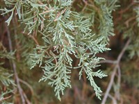 Можжевельник виргинский, карандашное дерево – Juniperus virginiana L.