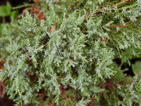 Можжевельник даурский, каменный вереск – Juniperus dahurica Pall.