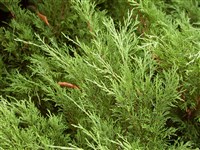 Можжевельник казацкий – Juniperus sabina L.