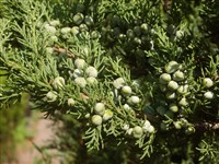Можжевельник китайский – Juniperus chinensis L.