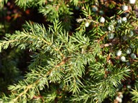 Можжевельник обыкновенный – Juniperus communis L.