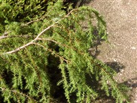 Можжевельник твердый, твердолистный – Juniperus rigida Sieb. et Zucc.