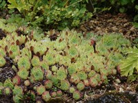 Молодило горное – Sempervivum montanum L. (1)