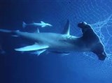 Молотоголовая акула