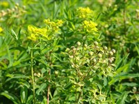 Молочай Шиллинга – Euphorbia schillingii Radc.-Sm.