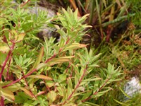 Молочай болотный – Euphorbia palustris L.