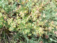 Молочай разнолистный, коленчатый – Euphorbia heterophylla L.