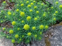 Молочай харациас – Euphorbia characias L.