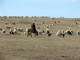 Монголия (степь)