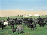 Монголия (типичный ландшафт)