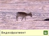 Монгольский Дзерен в России (видео)