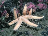 Морские звезды (Морская звезда (Luidia ciliaris))