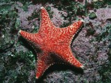 Морские звезды (Морская звезда (Porania pulvillus))