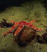 Морские звезды (охота на моллюска)