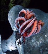 Морские лилии (Морская лилия (Himerometra robustipinna))