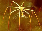 Морские пауки (Морской паук вида Colossendeis megalonyx)