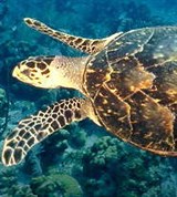 Морские черепахи (бисса)