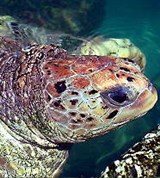 Морские черепахи (голова логгерхед)
