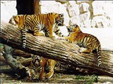 Московский зоопарк (тигры)