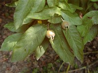 Мушмула германская, обыкновенная – Mespilis germanica L.