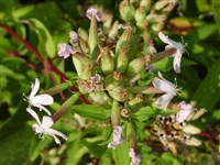 Мыльнянка лекарственная – Saponaria officinalis L.