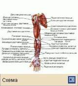 Мышечная система (мышцы верхней конечности человека)
