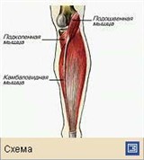 Мышечная система (мышцы голени человека глубокие)