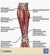 Мышечная система (мышцы голени человека поверхностные)